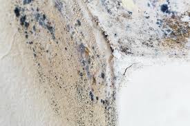 Trusted Claremont, CA Mold Remediation Experts